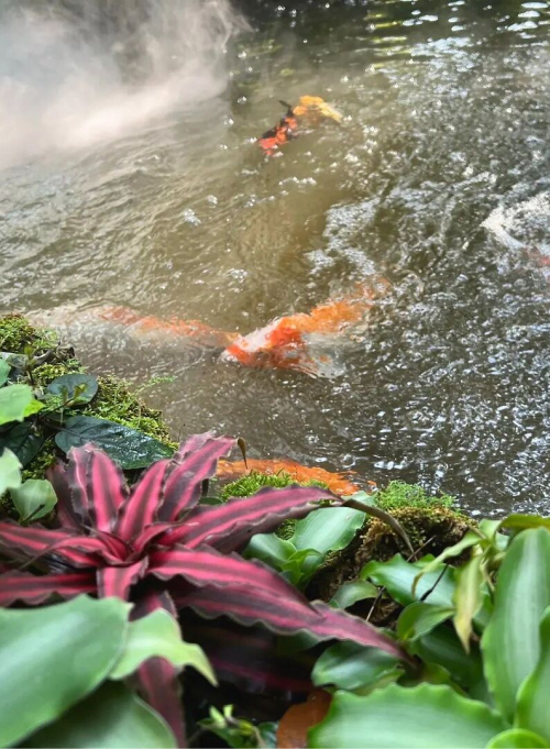 chiangmai-6